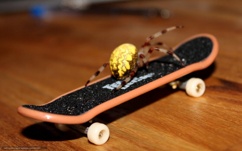 Spider on a fingerboard