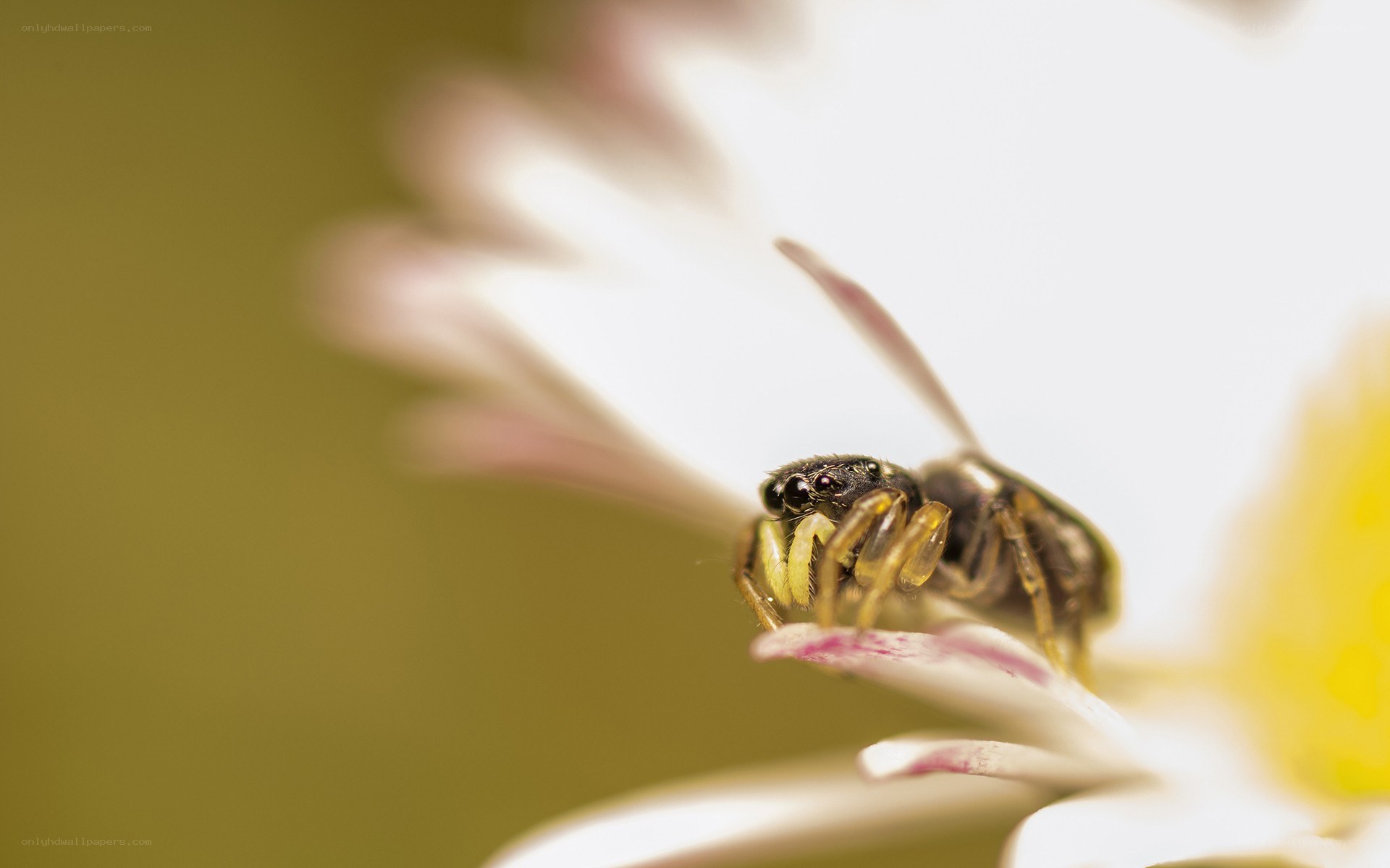 spider on a flower