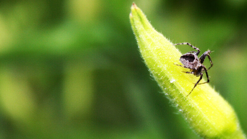 spider on a flower bud