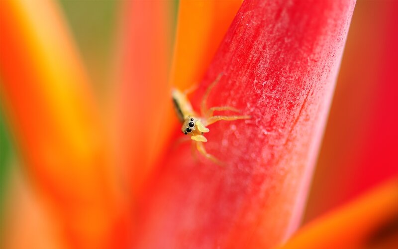 Spider on a flower petal