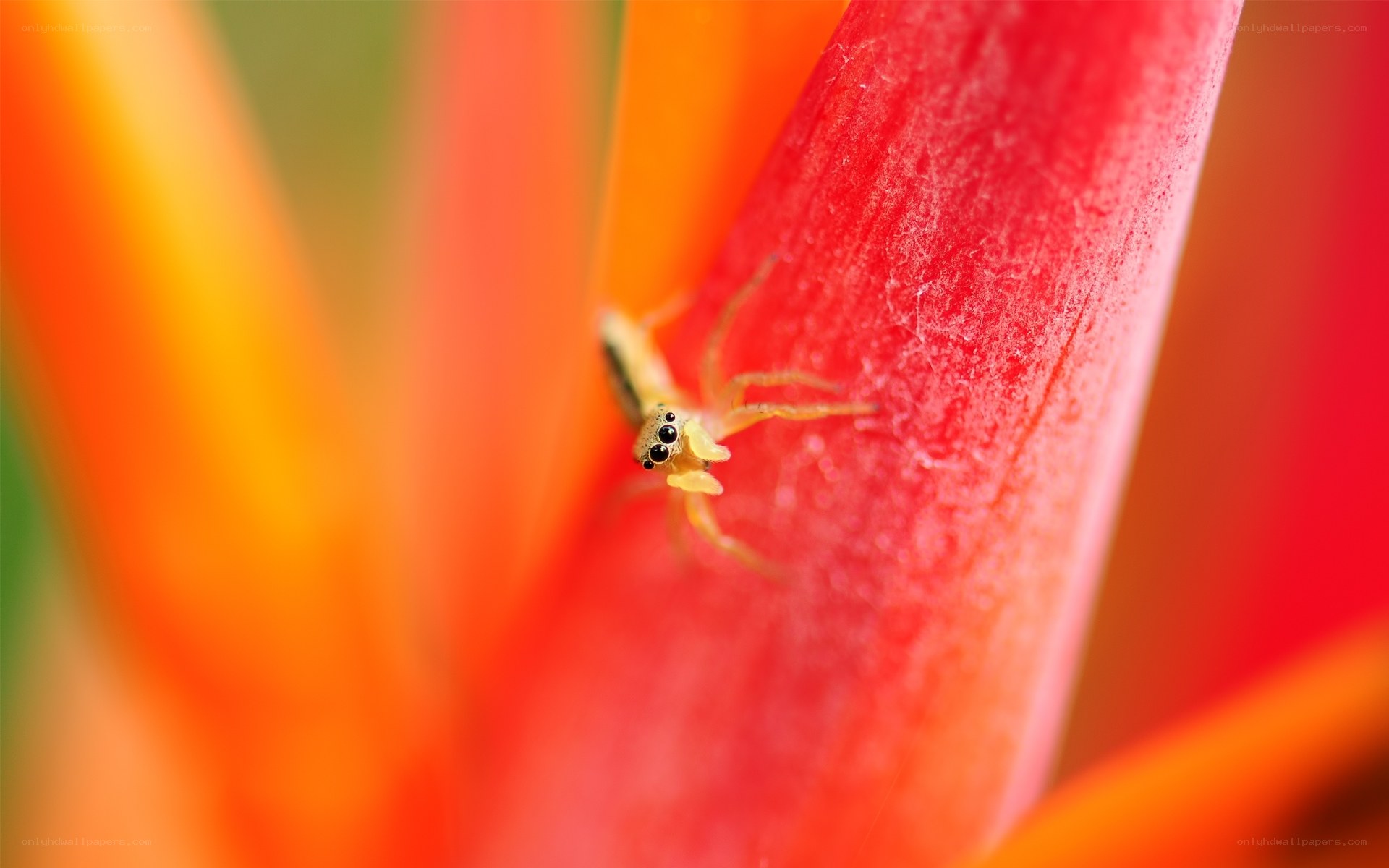 Spider on a flower petal