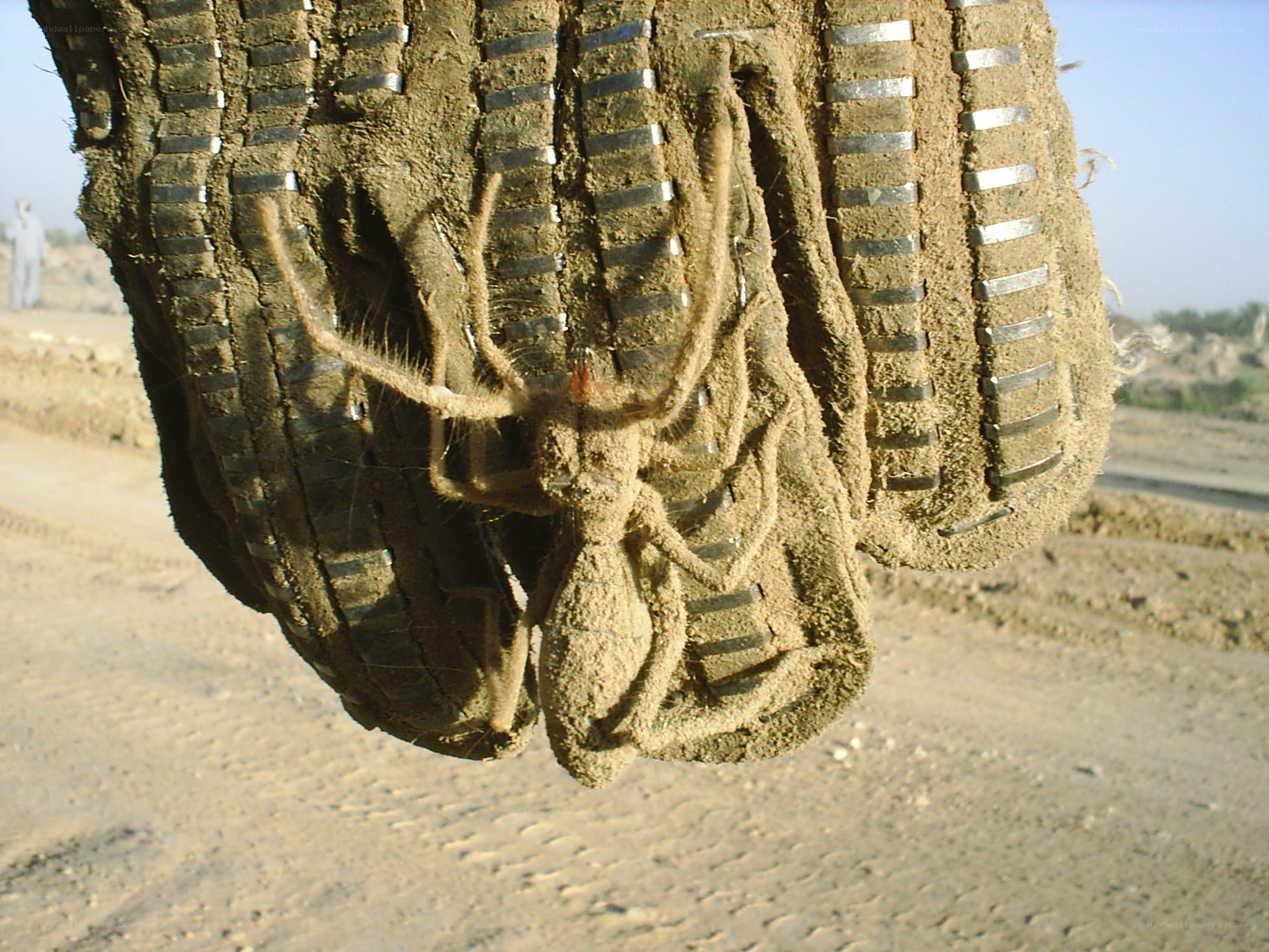 spider on a glove