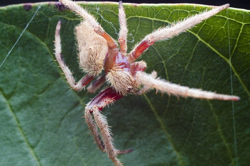 Spider on a green leaf