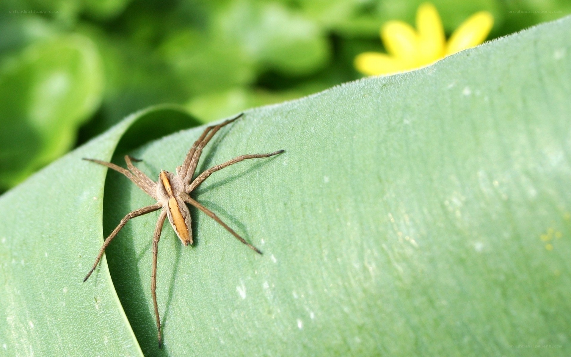 spider on a green leaf