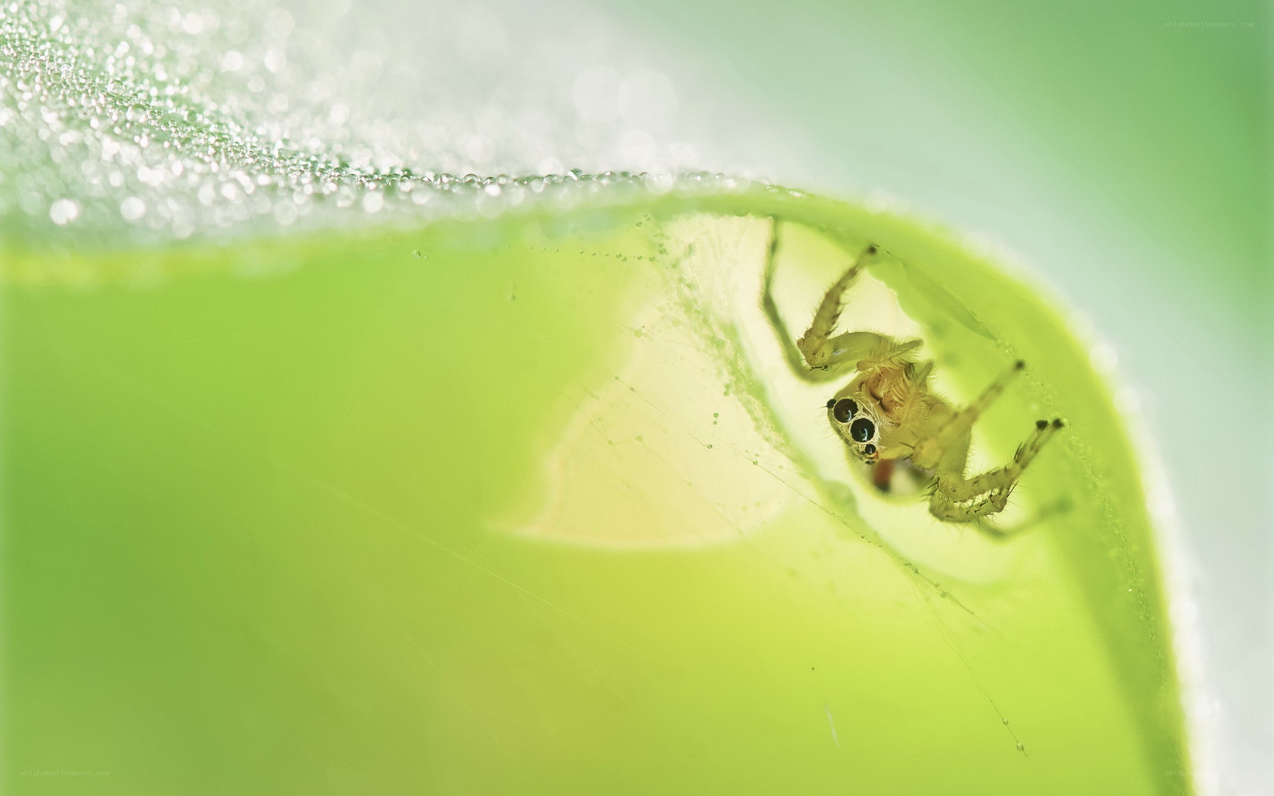 Spider on a green leaf