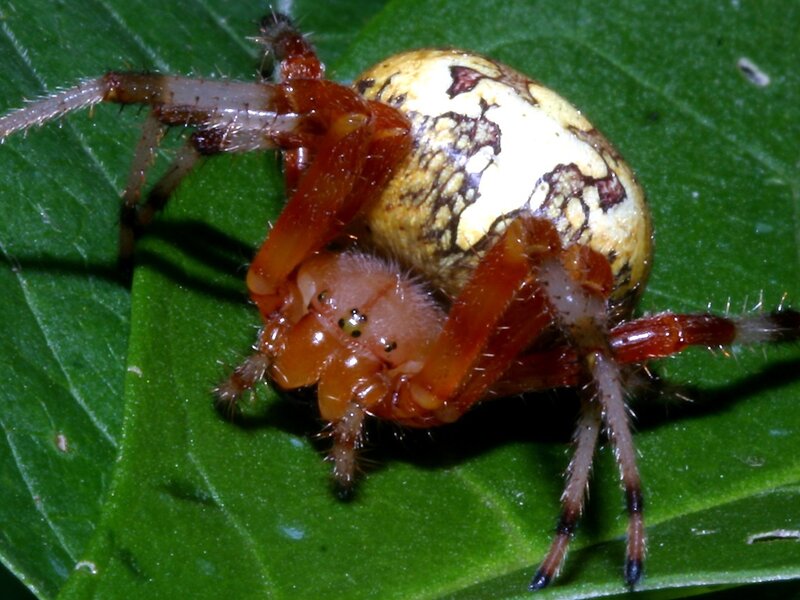 spider on a green leaf