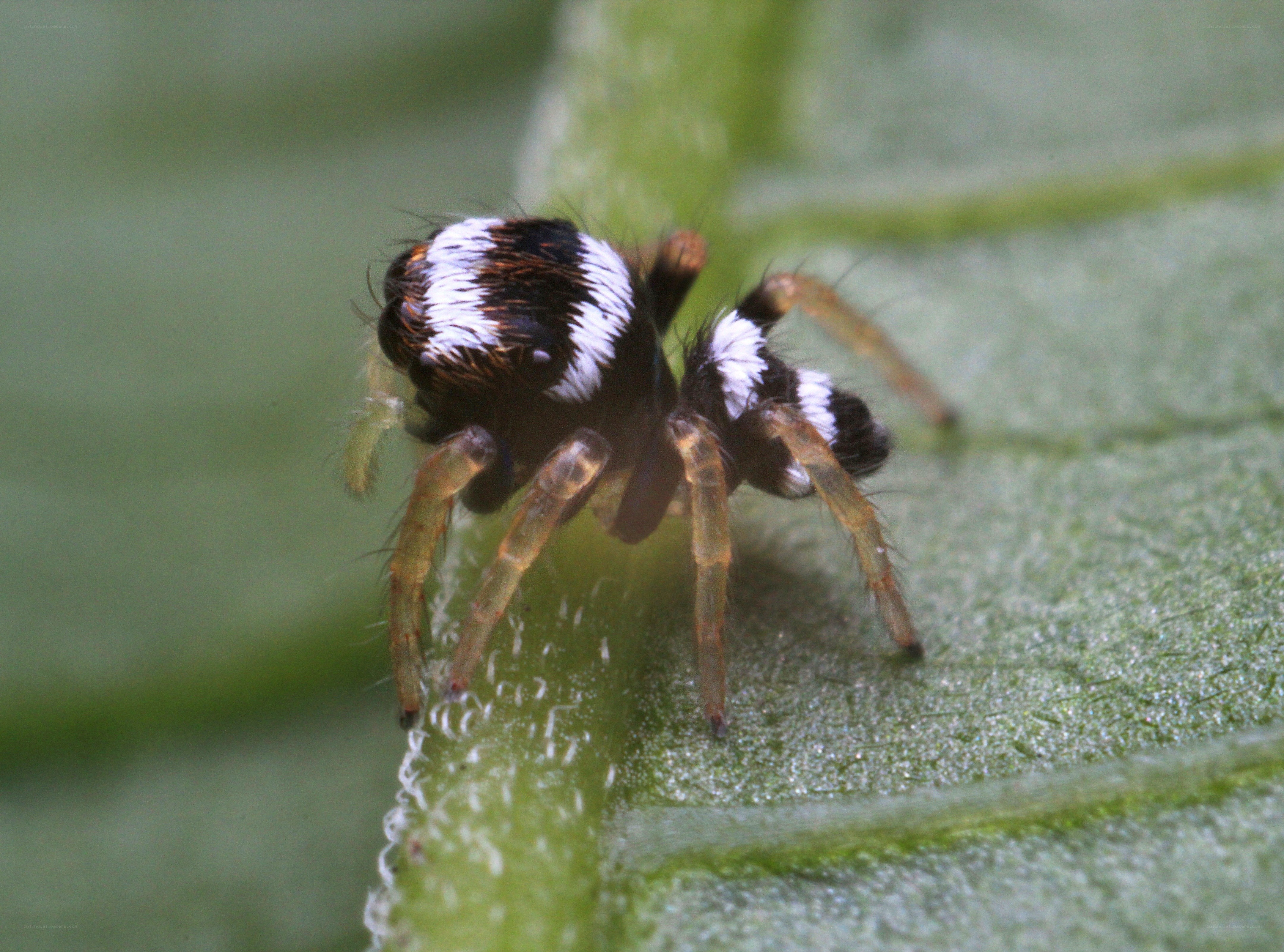 spider on a green leaf