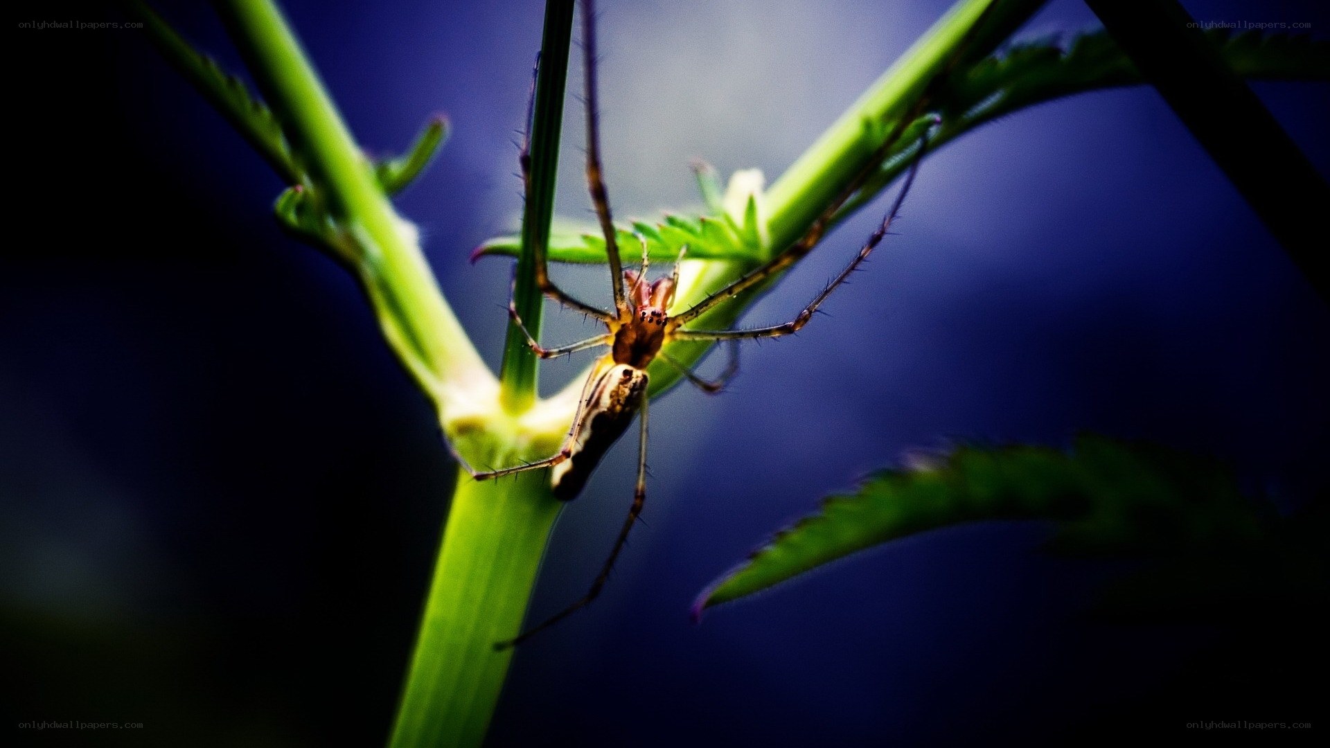Spider on a green plant