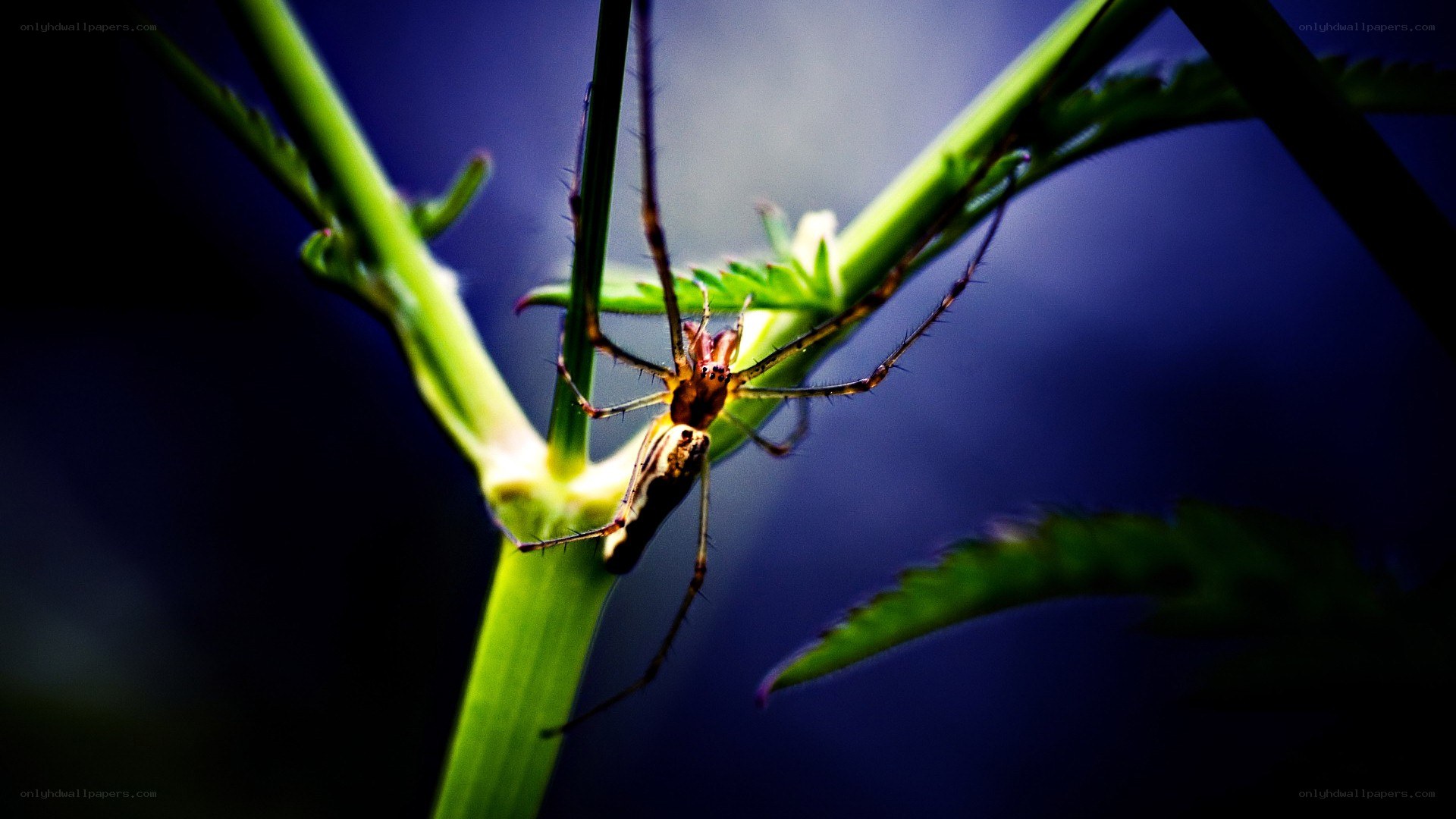 Spider on a green plant