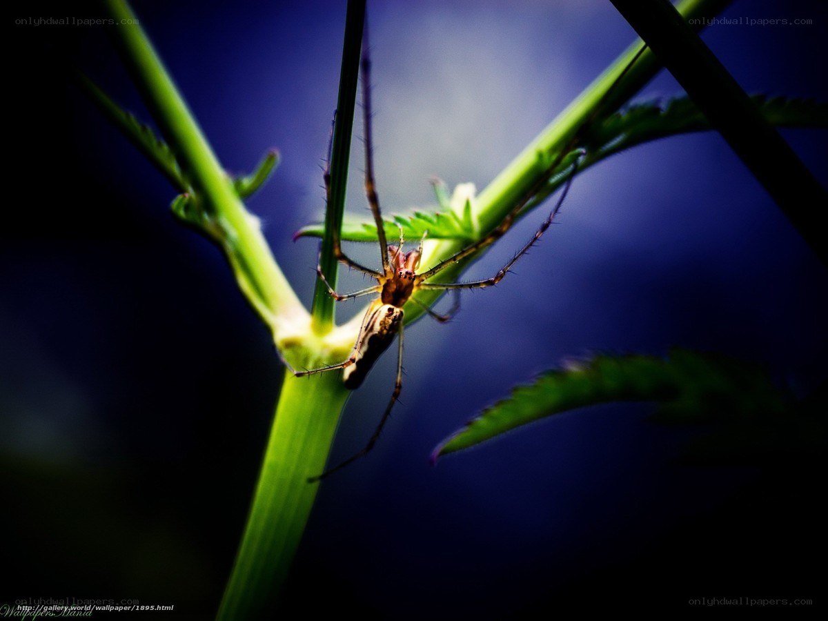 Spider on a green plant