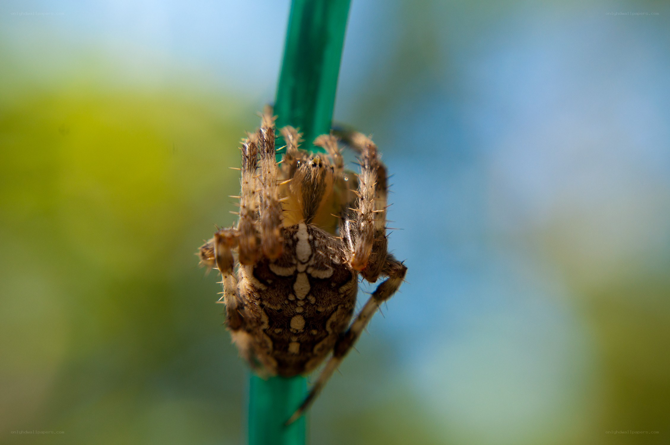 spider on a green stem