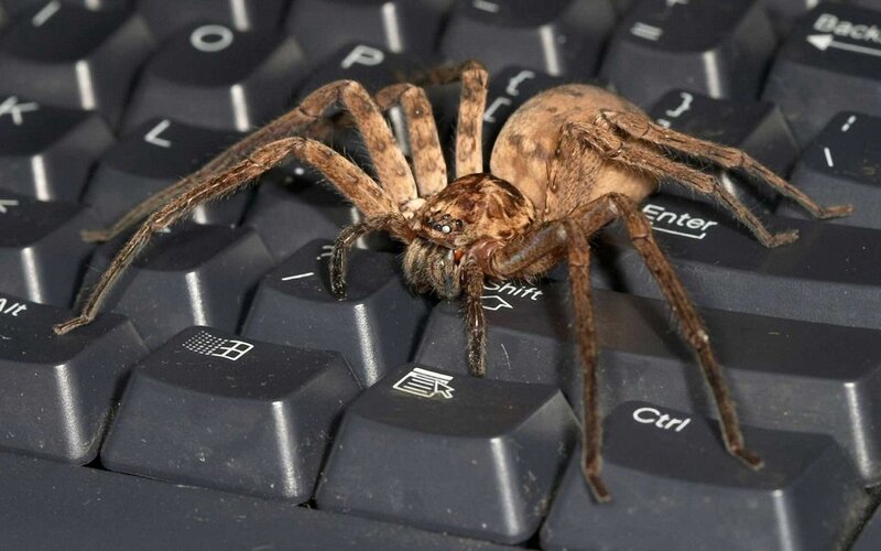 spider on a keyboard