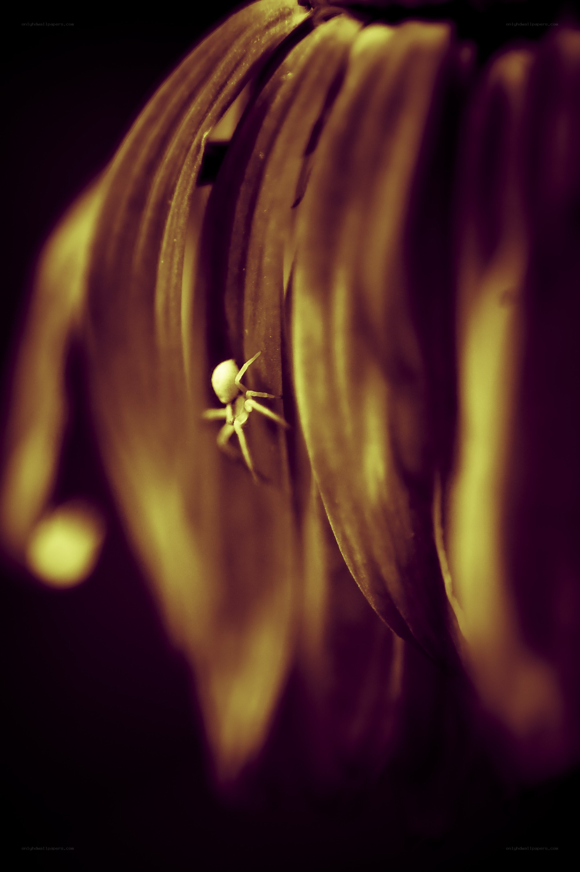 Spider on a leaf