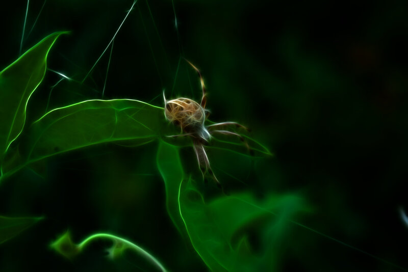 Spider on a leaf at night