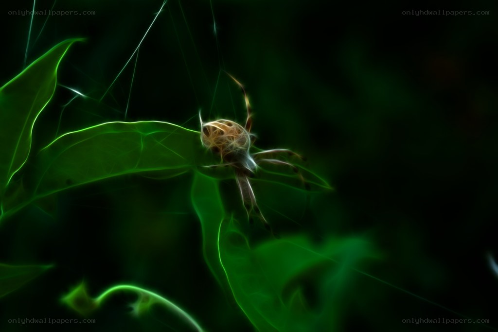 Spider on a leaf at night