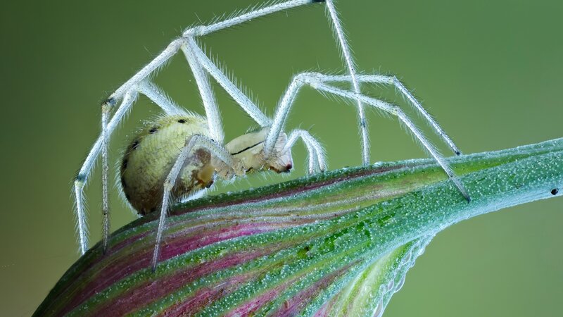 Spider on a Leaf — Green