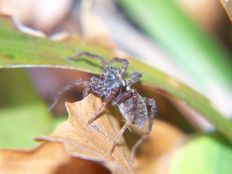 Spider on a leaf