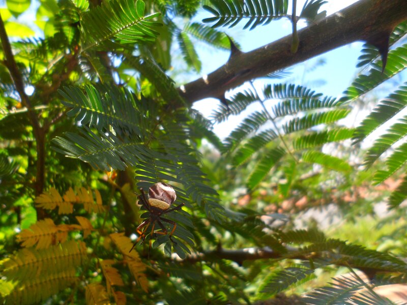 spider on a leafy branch