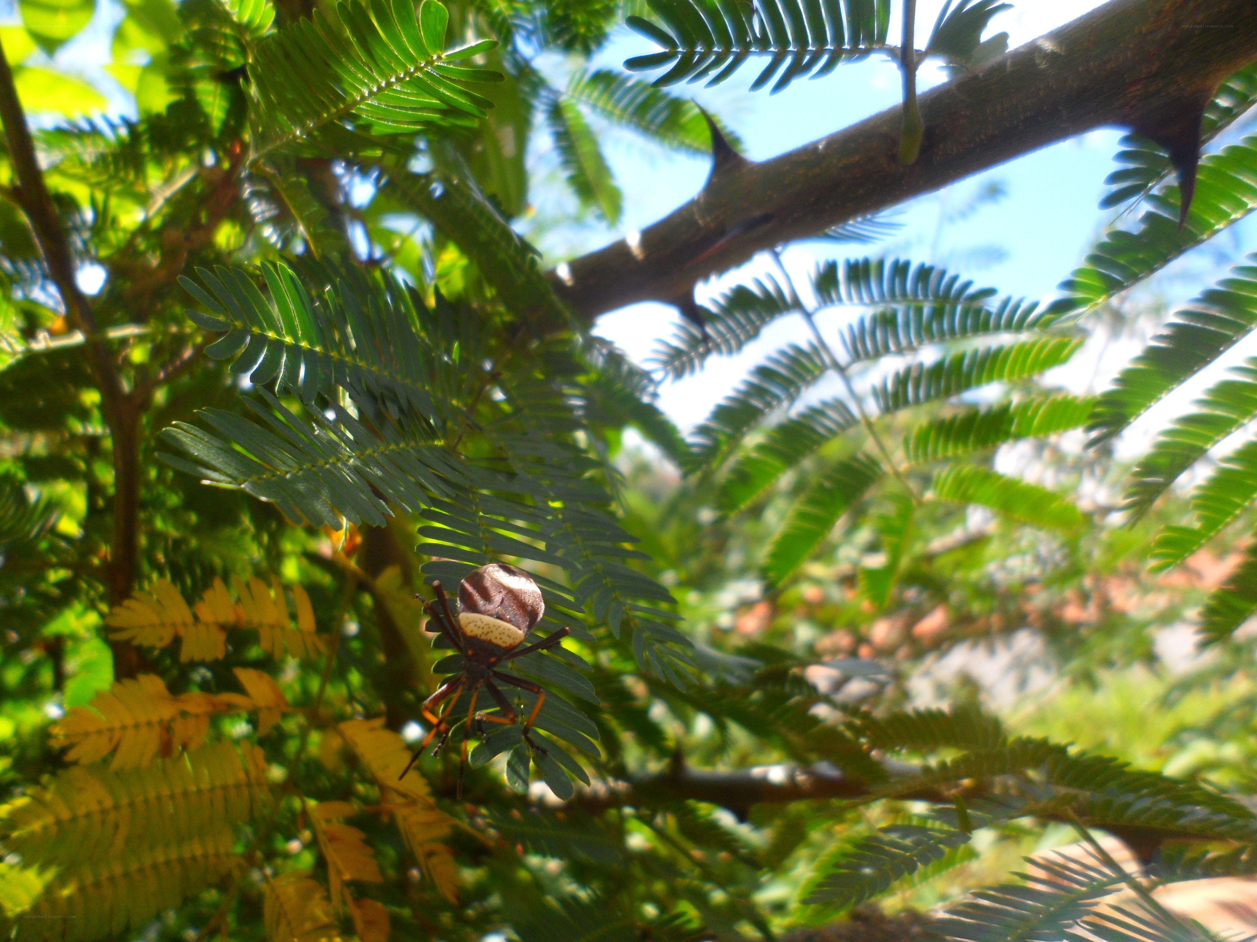 spider on a leafy branch