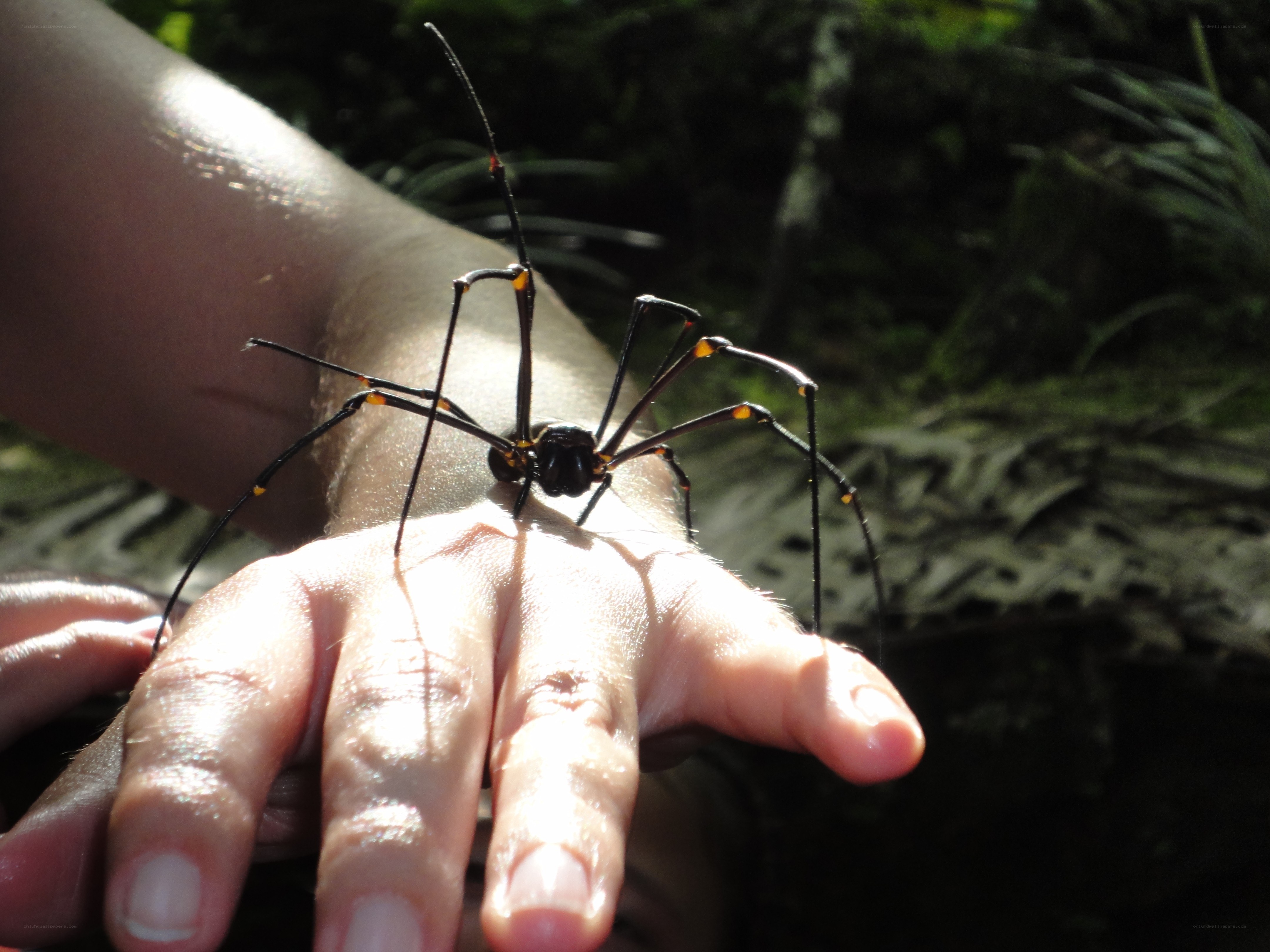 Spider on a person's hand