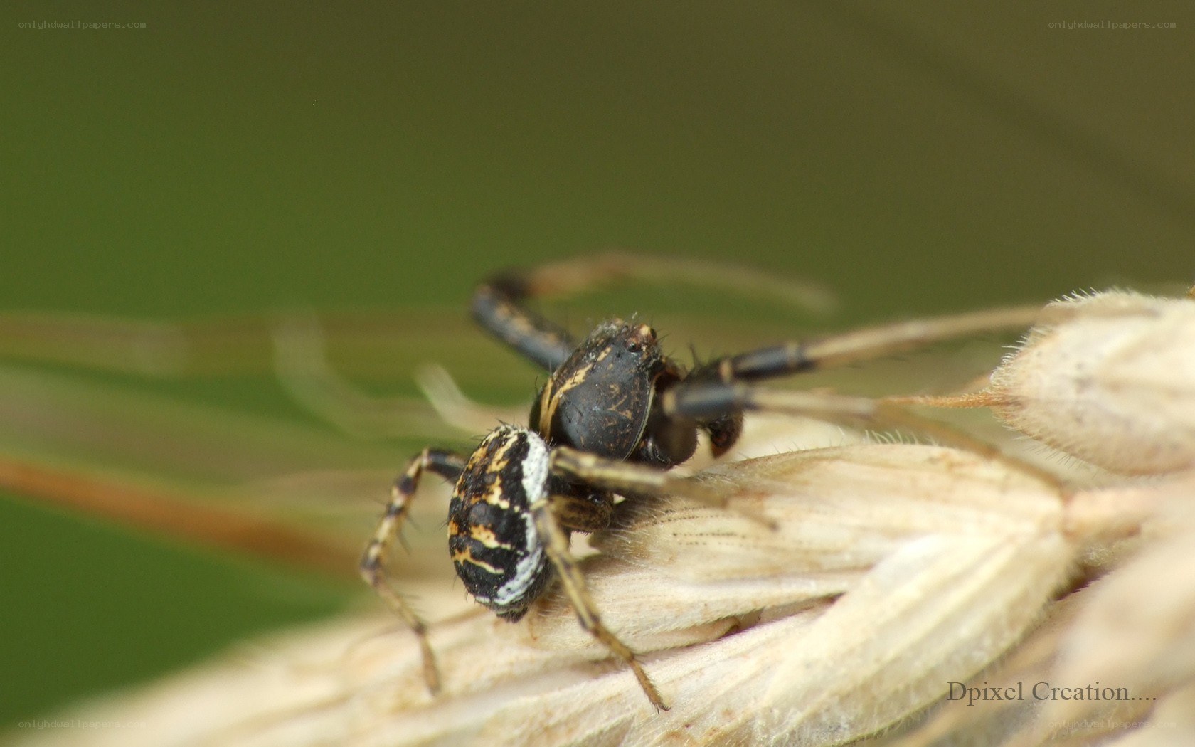 spider on a plant stem