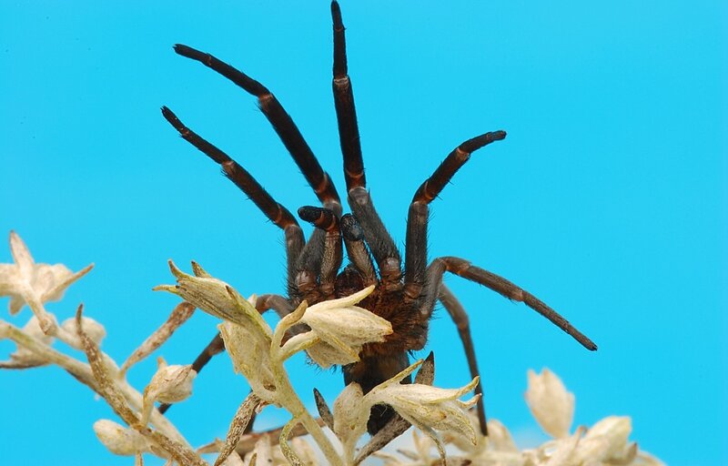 spider on a plant