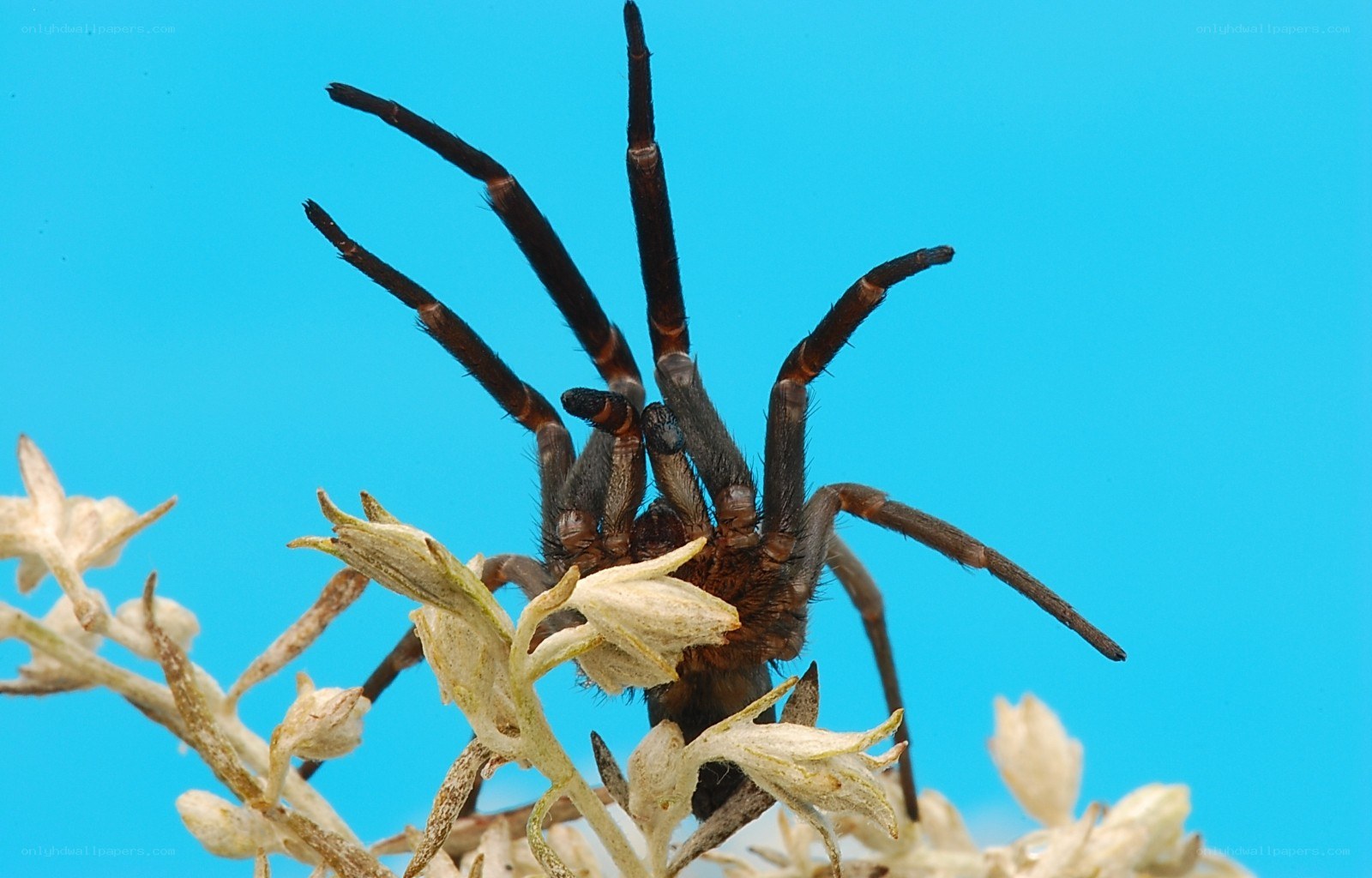 spider on a plant