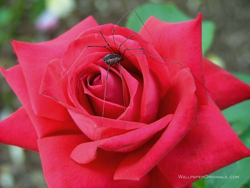Spider on a red rose