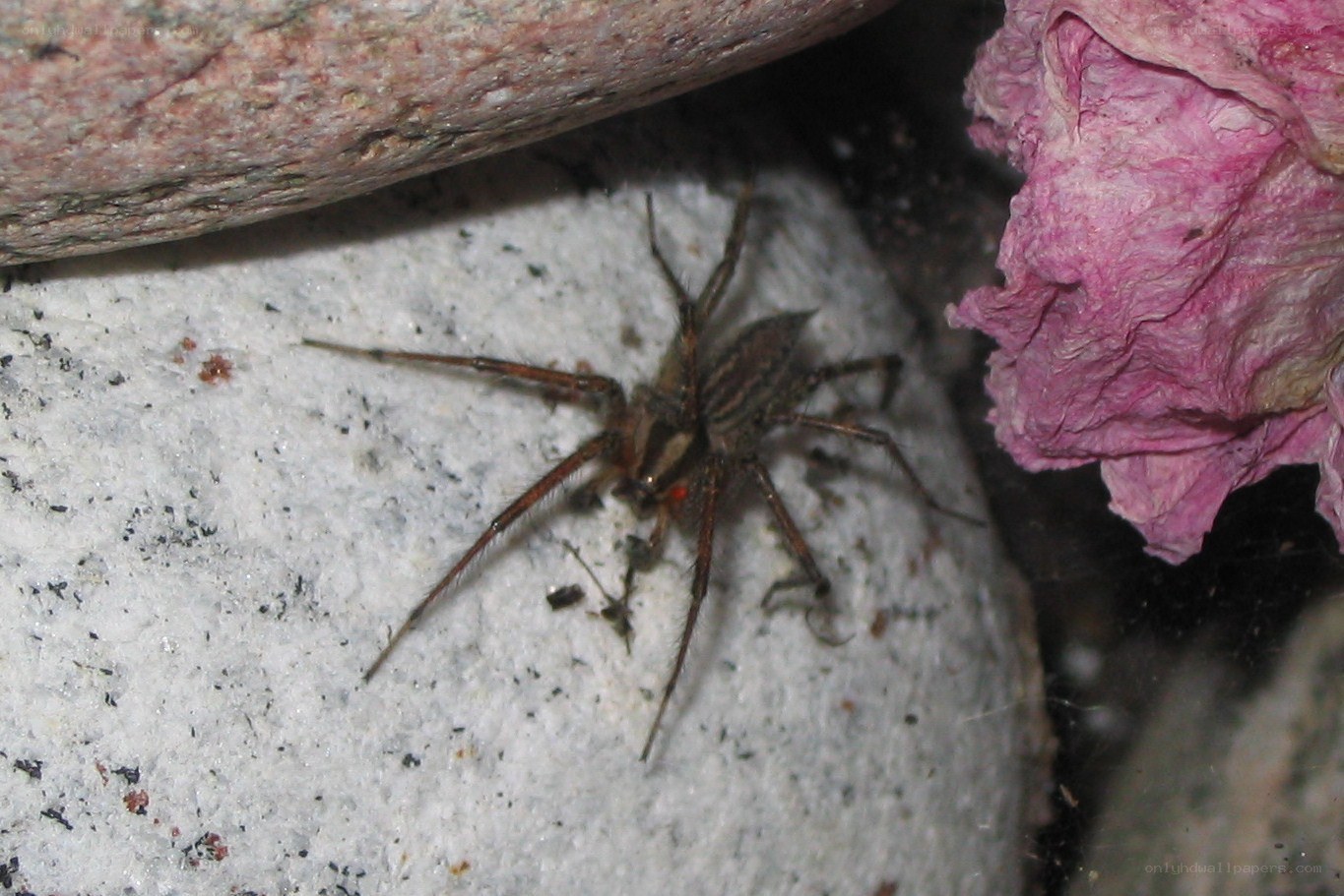 spider on a rock