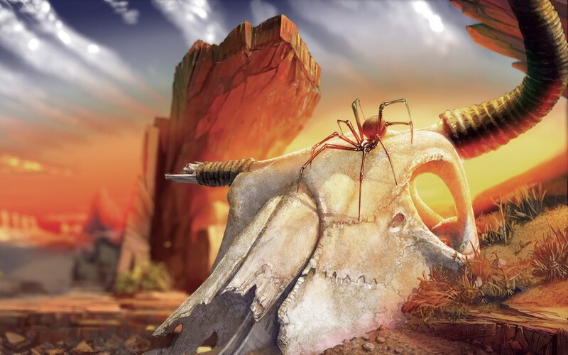 Spider on a skull at sunset