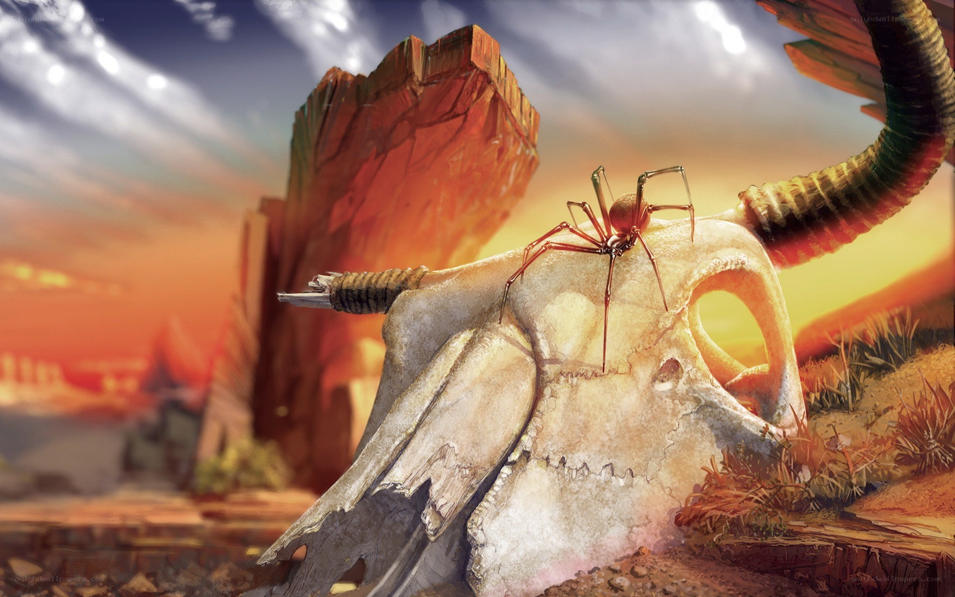 Spider on a skull at sunset