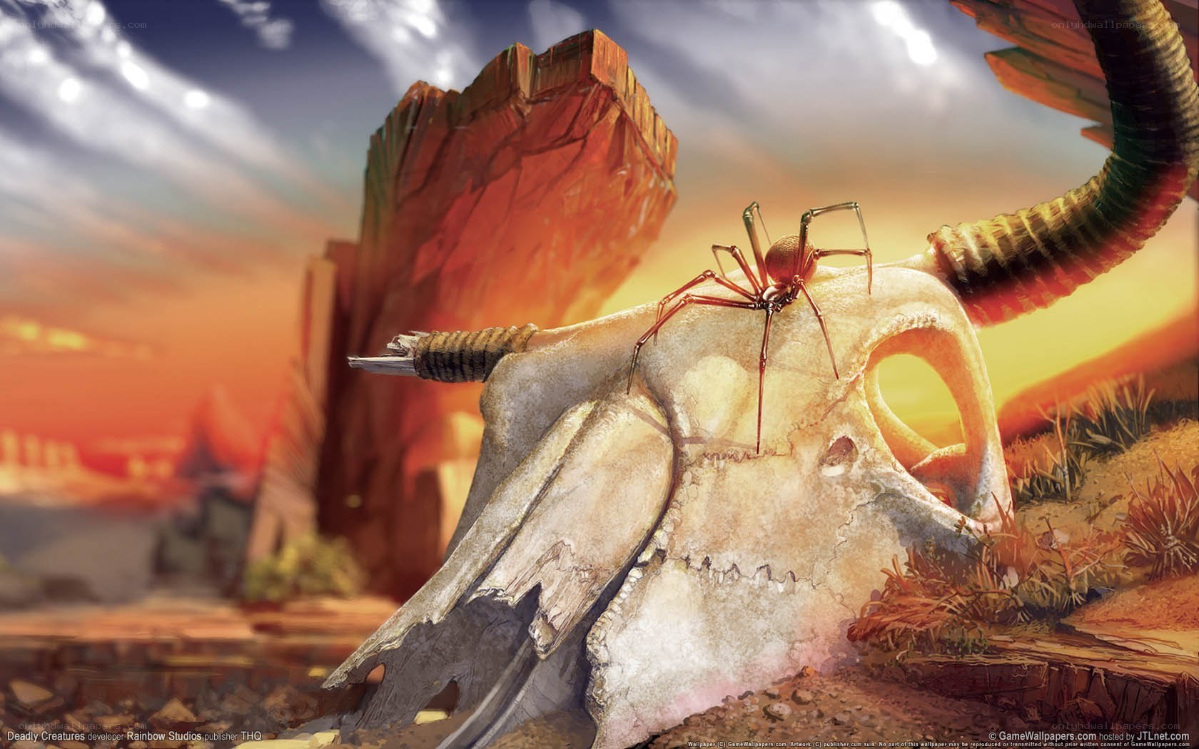 Spider on a skull in desert