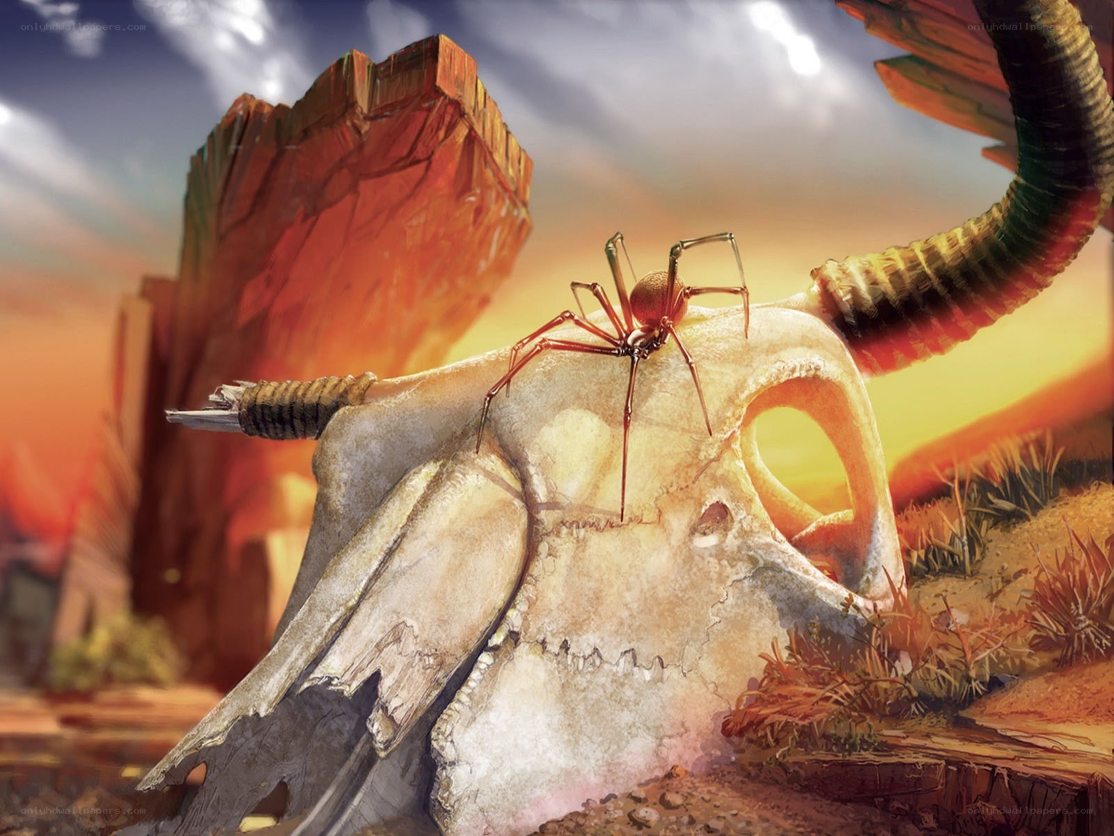 Spider on a skull in desert