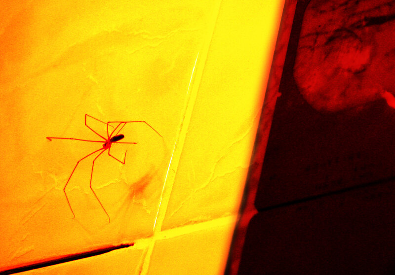 Spider on a tiled wall