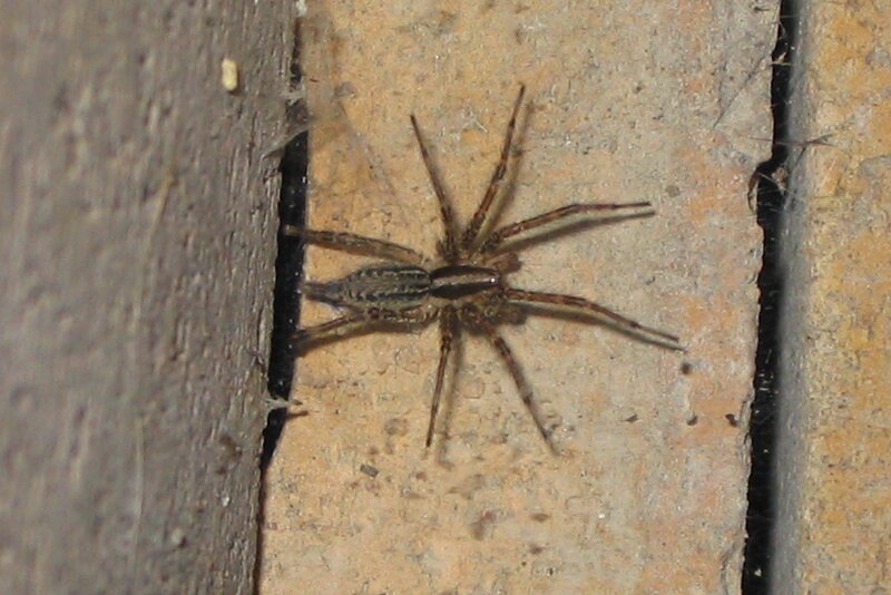 spider on a wall