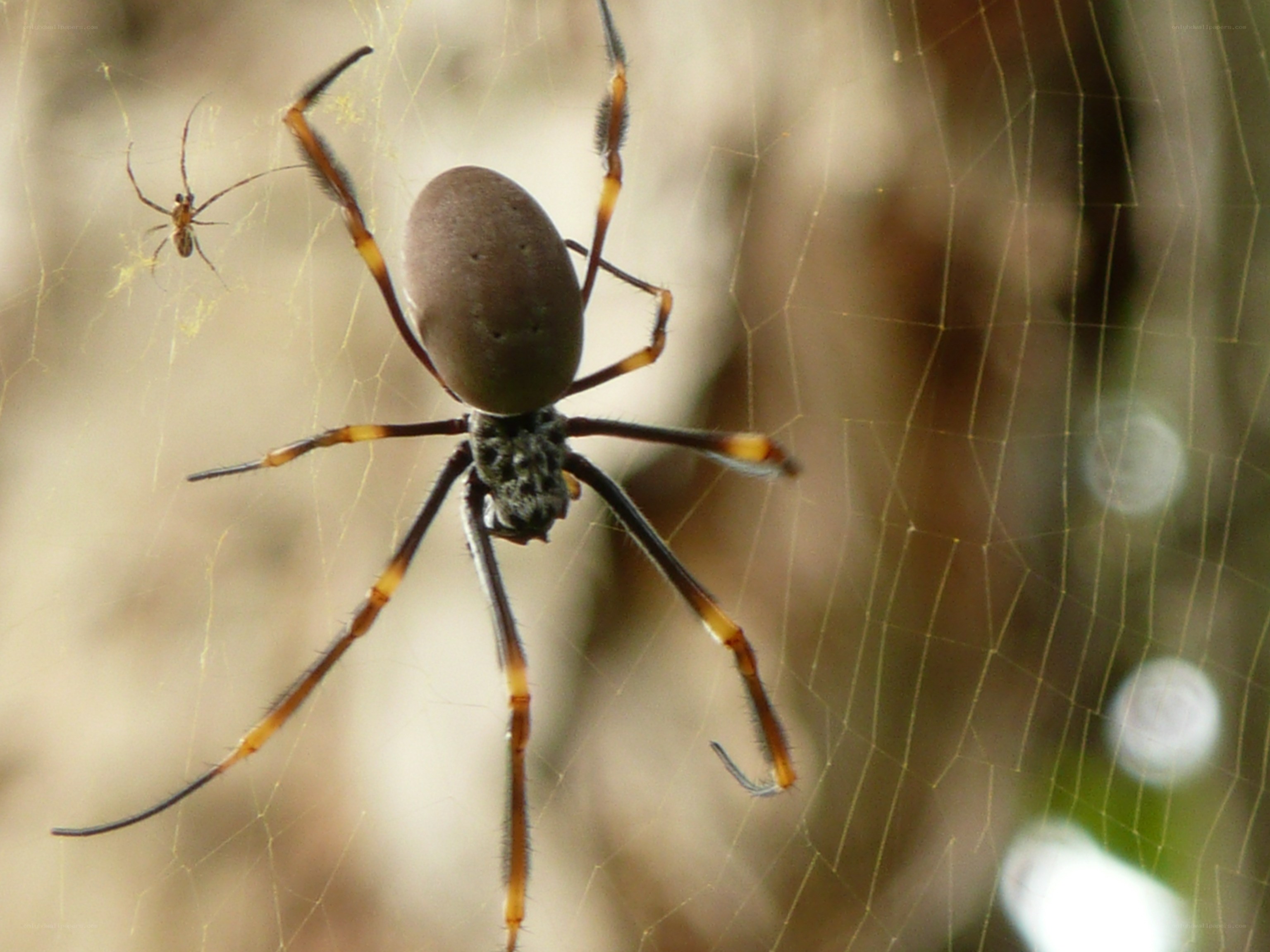spider on a web