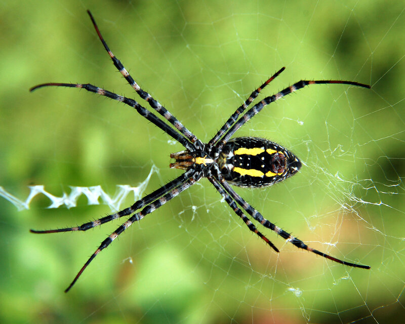 Spider on a web