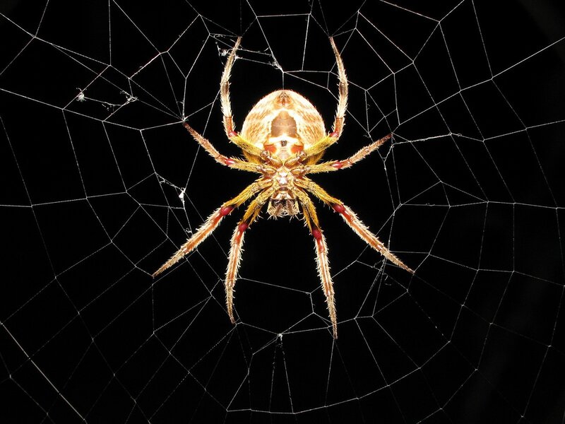 spider on a web