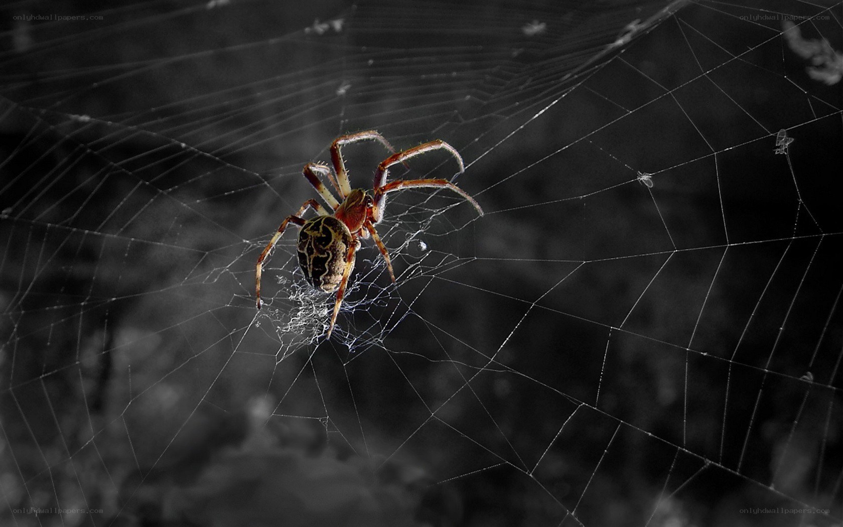 spider on a web