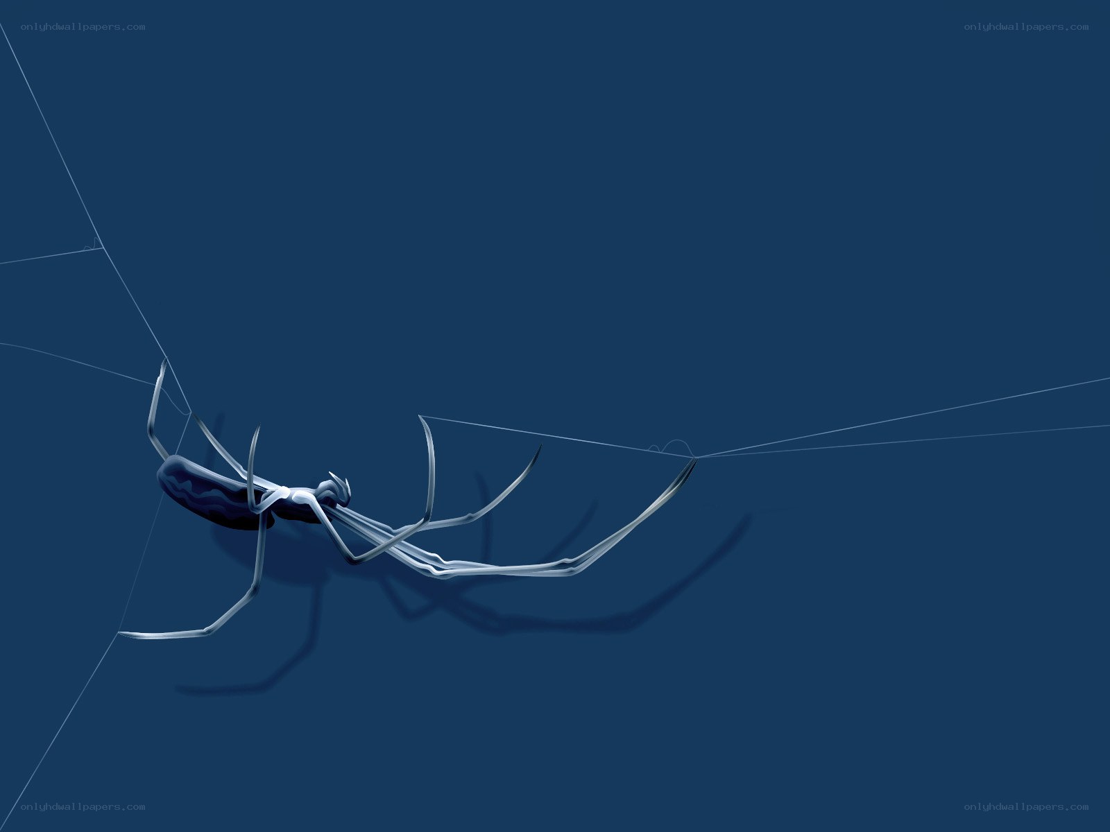Spider on a web