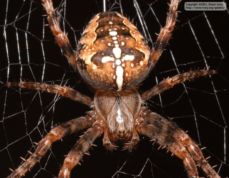 spider on a web