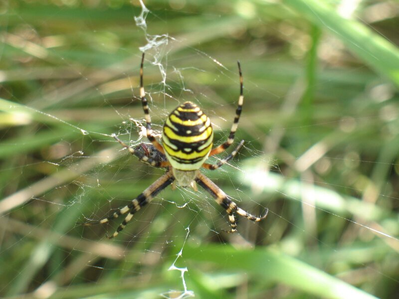 spider on a web