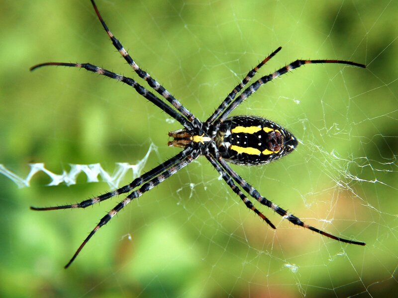 Spider on a web
