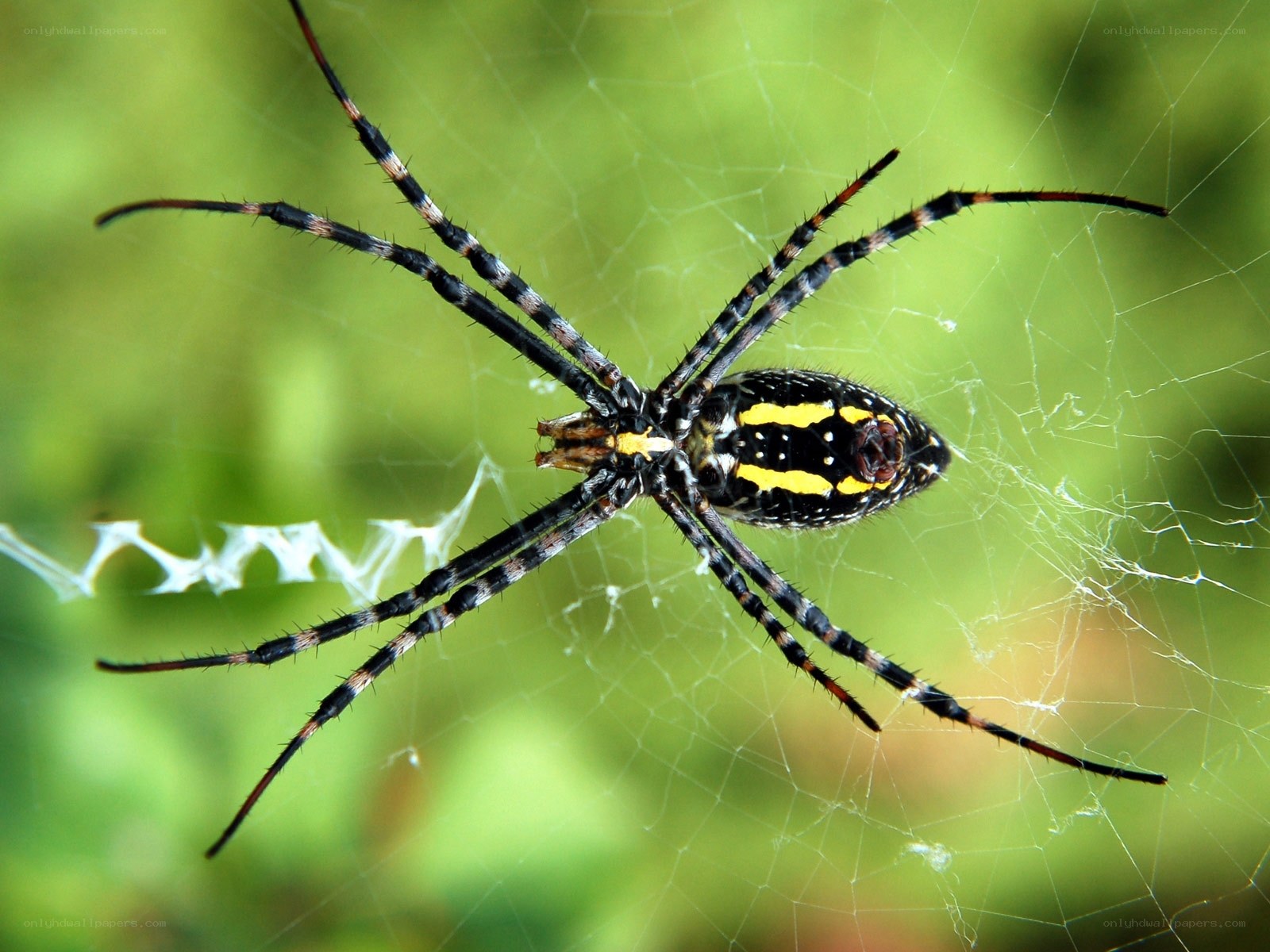 Spider on a web