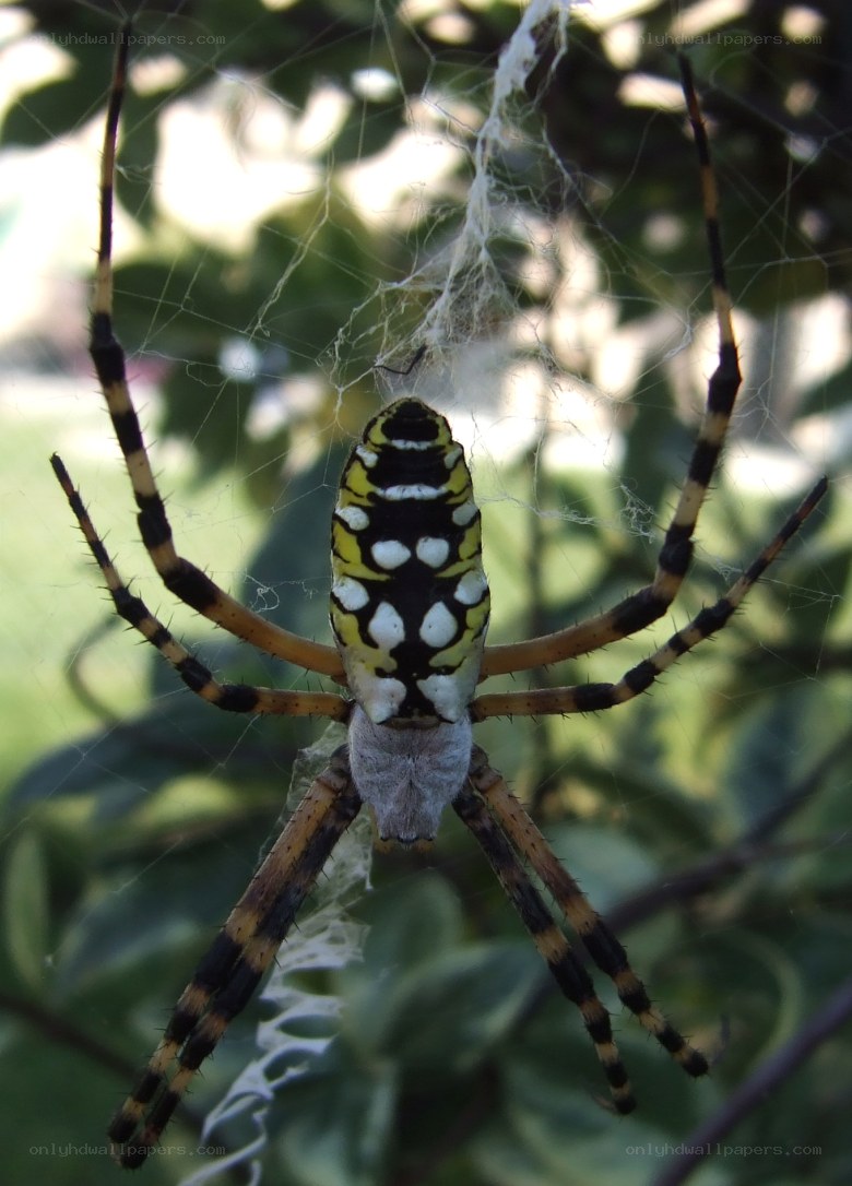 spider on a web