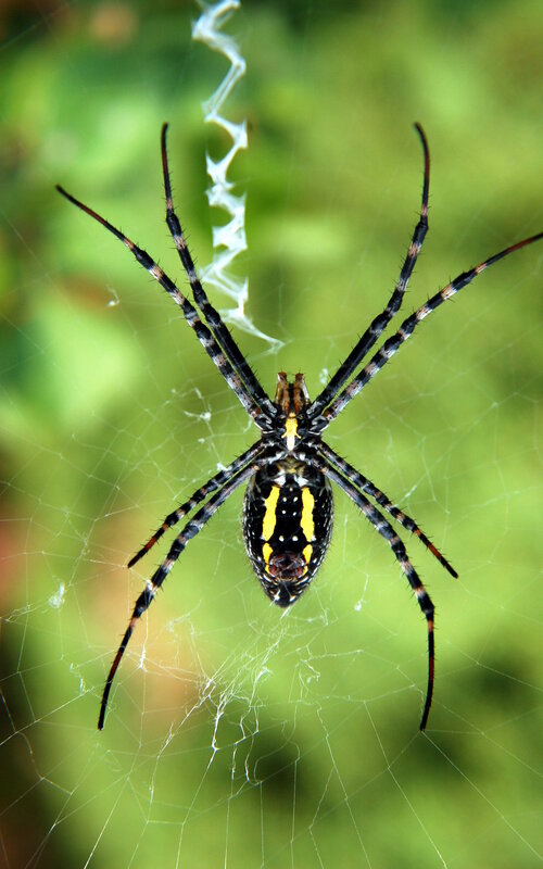 spider on a web