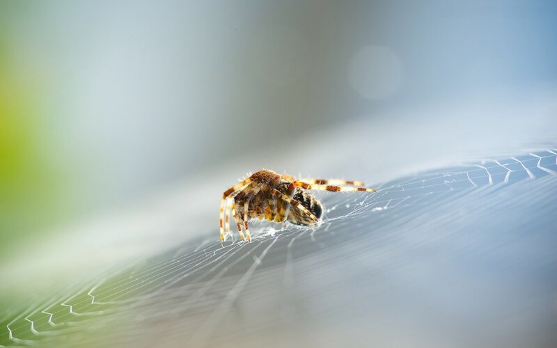 Spider on a web