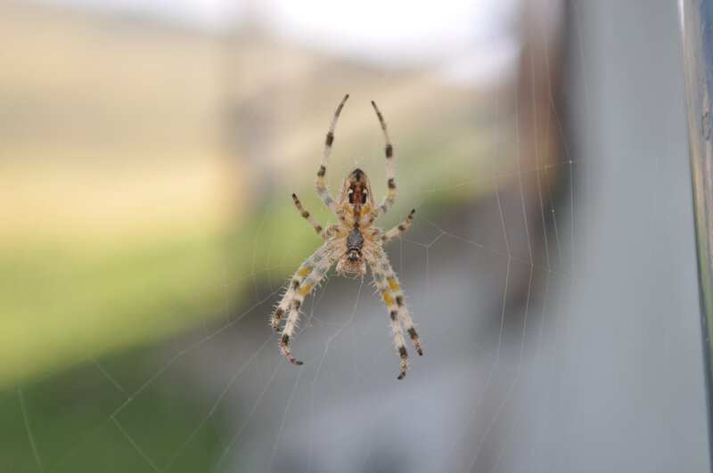 spider on a web