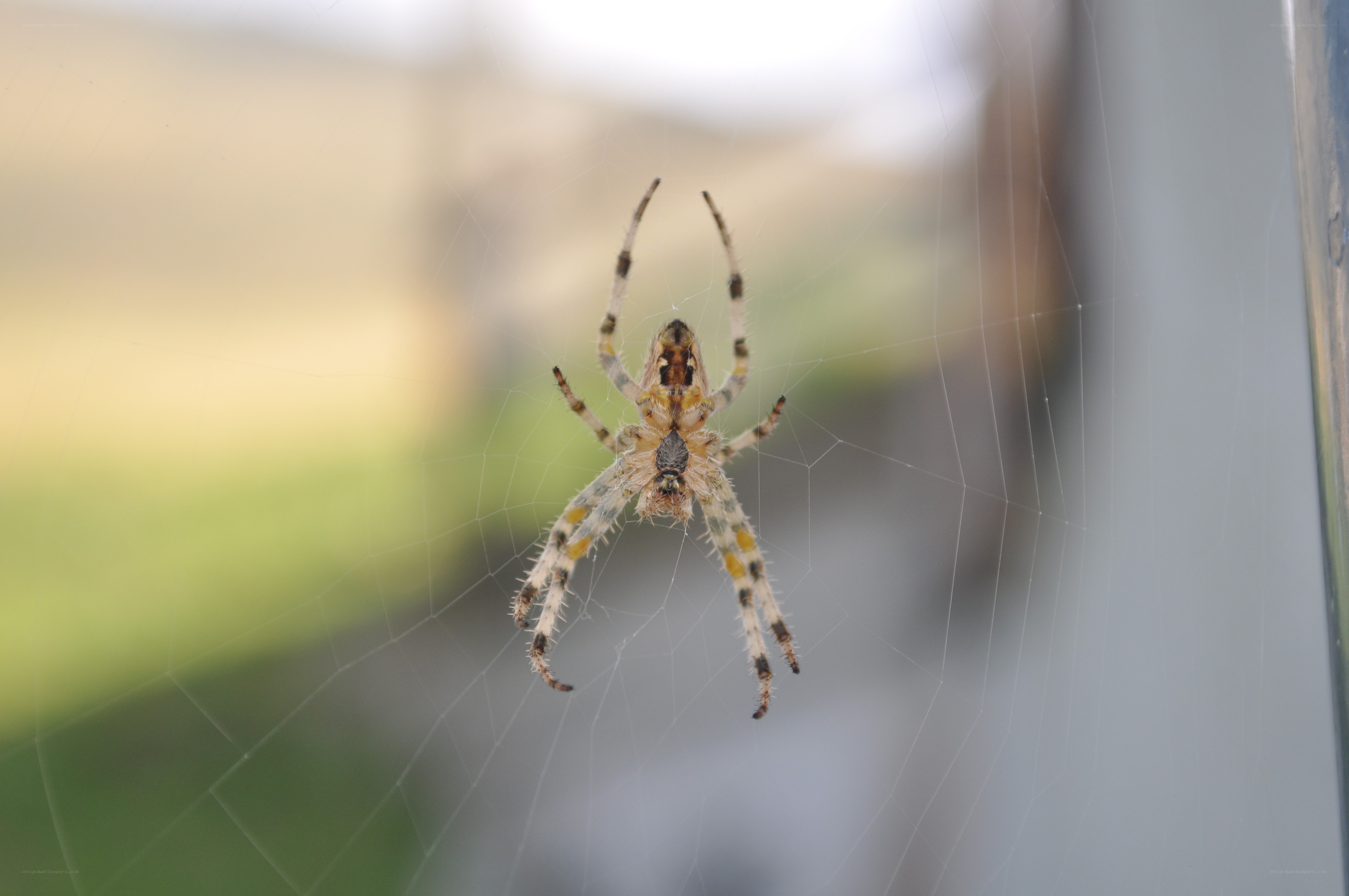 spider on a web