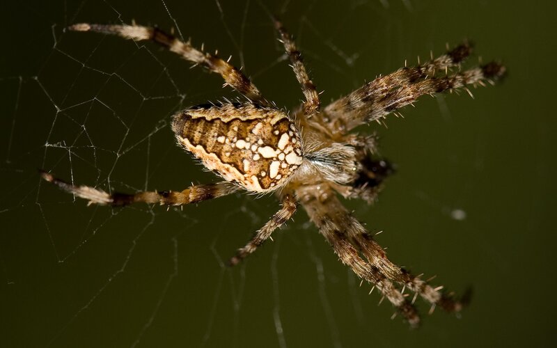 spider on a web